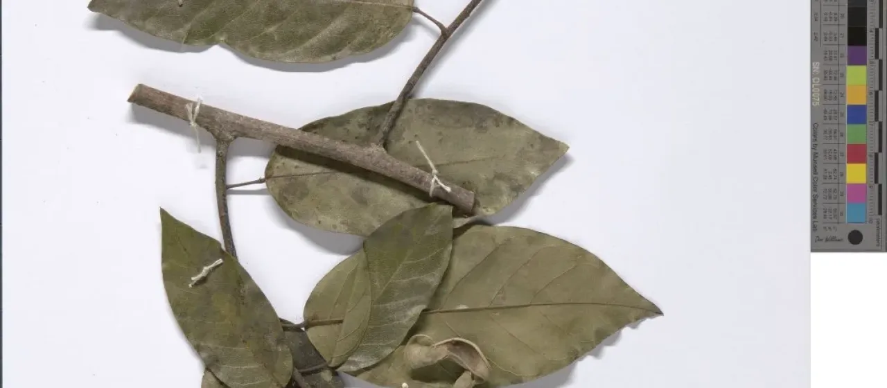 Airyantha schweinfurthii