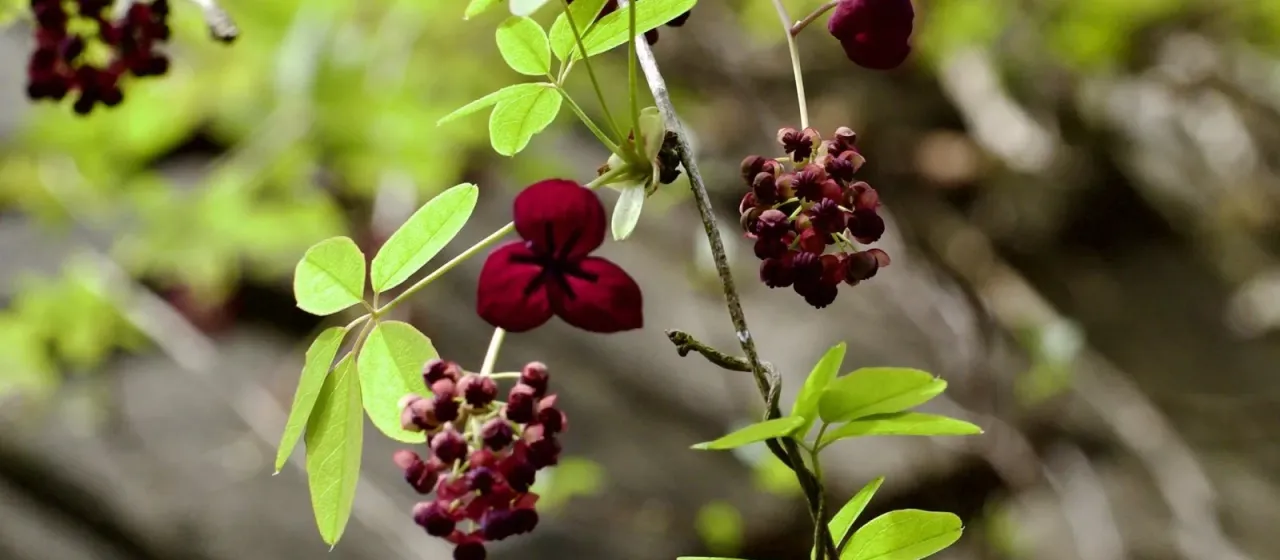 Five-leaf akebia