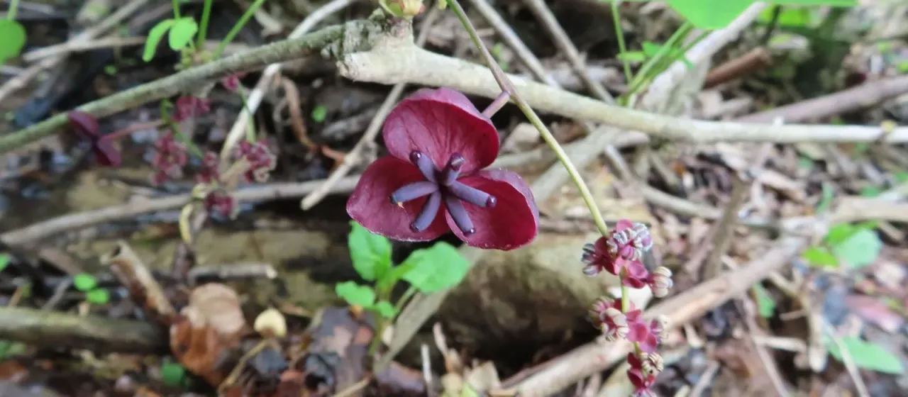 Three-leaf akebia