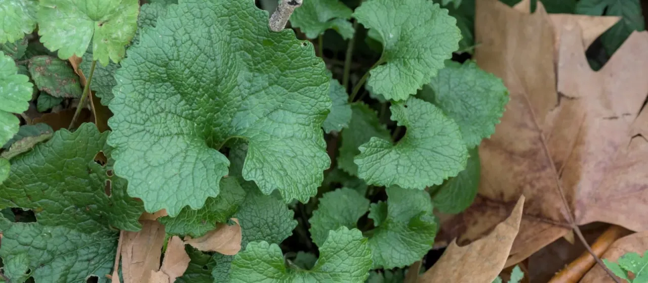 Garlic mustard