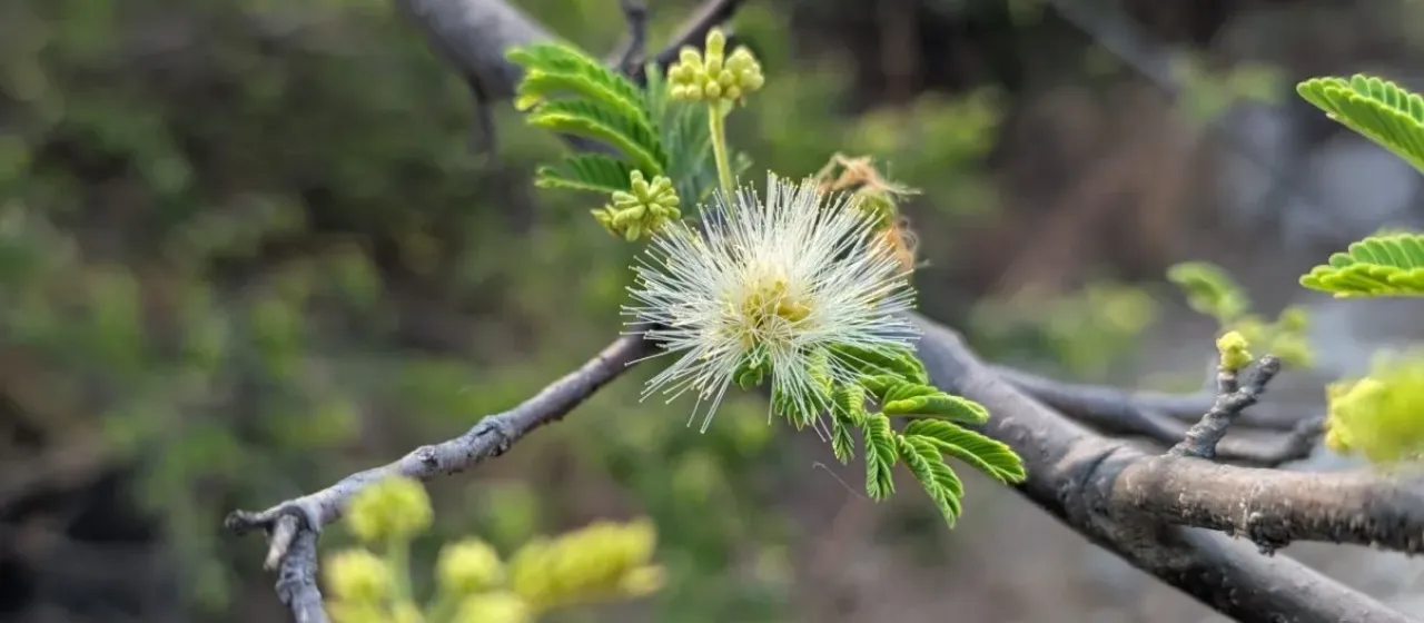 Albizia amara