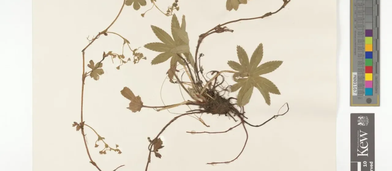 Alchemilla gracilipes
