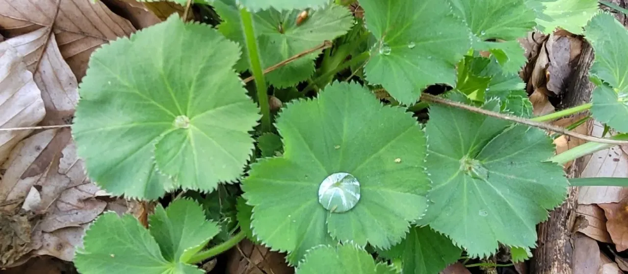 Lady's mantle