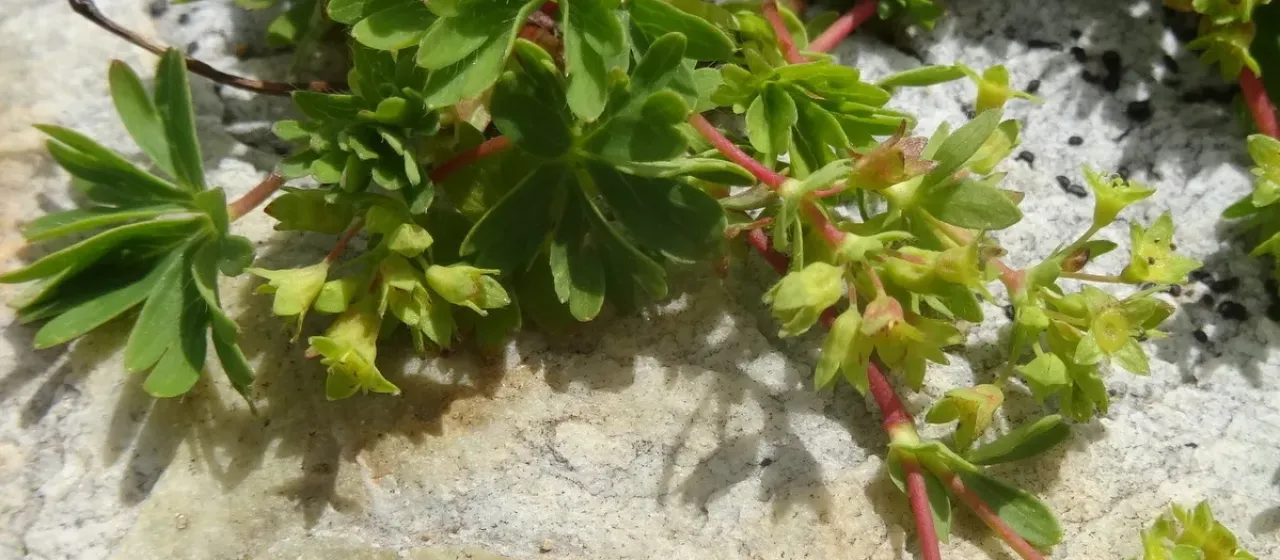 Five-leaf lady's mantle
