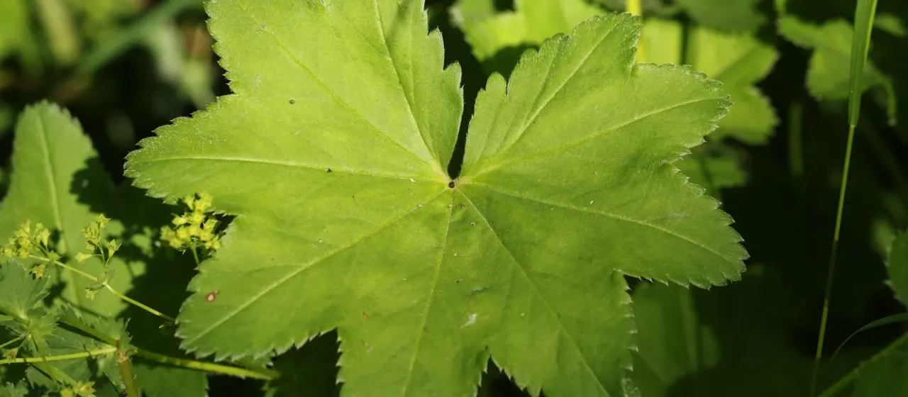 Subcrenate lady's mantle