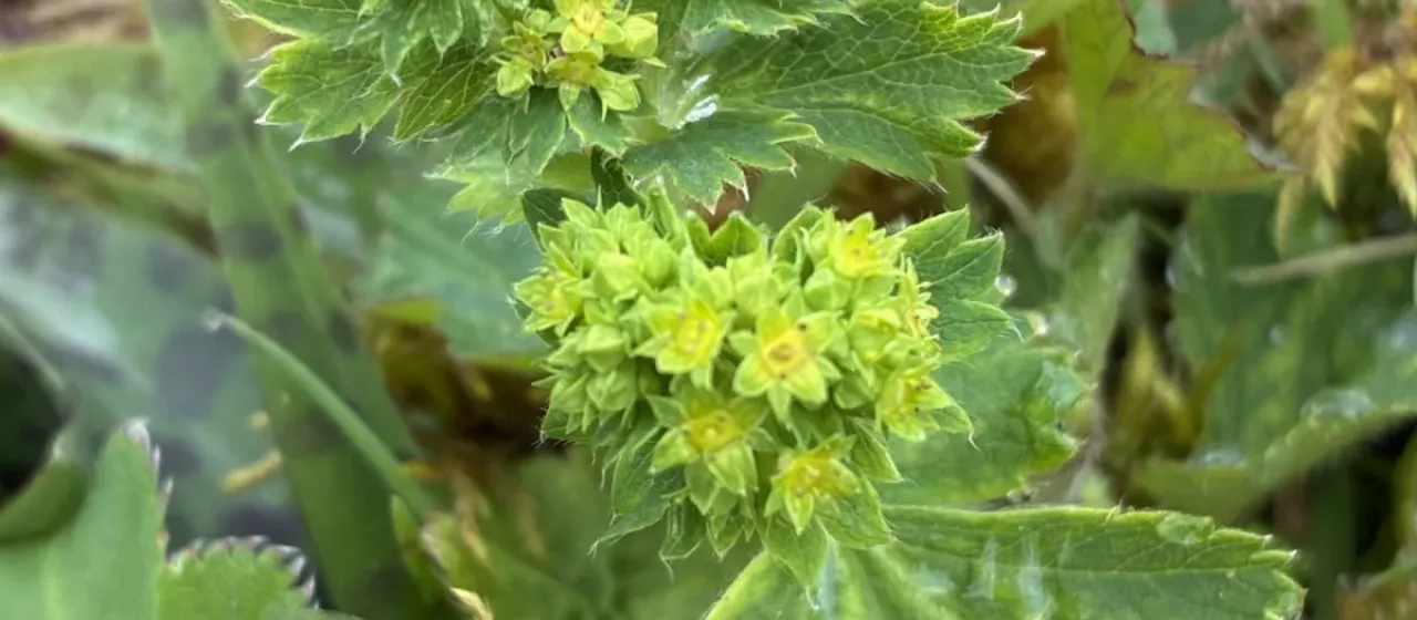 Yellow-green lady's mantle