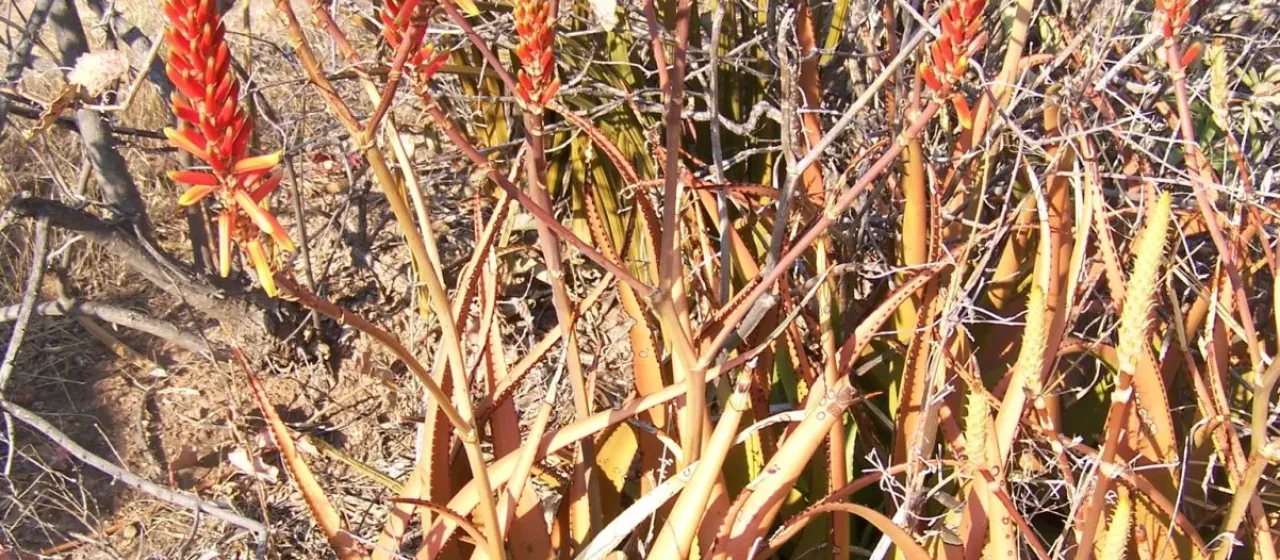 Aloe lutescens