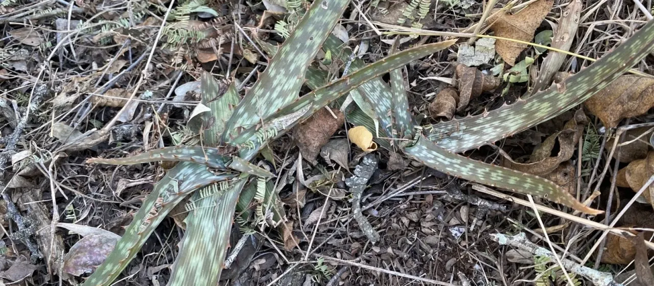 Aloe parvibracteata
