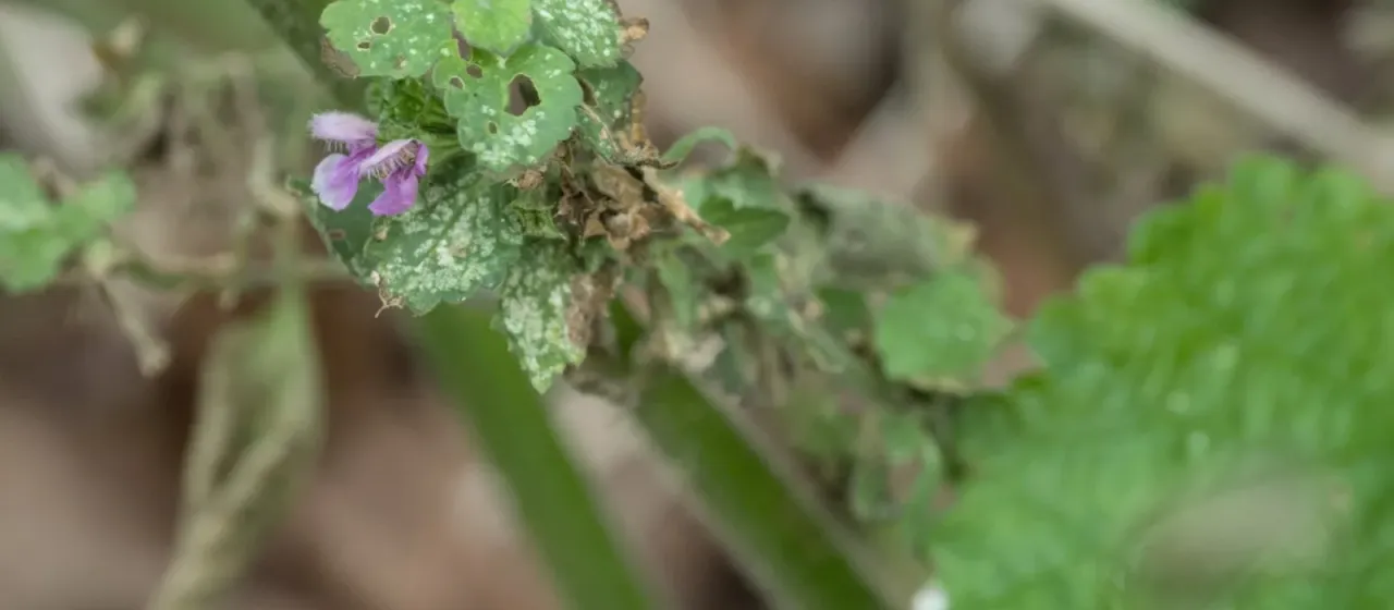 Black horehound
