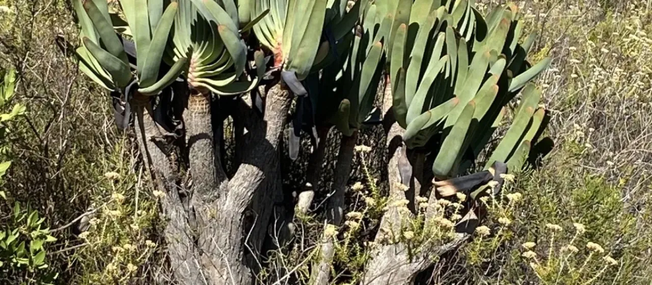 Fan Aloe