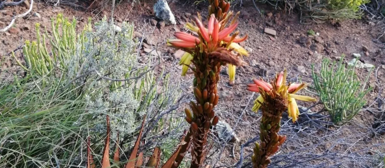 Soap aloe
