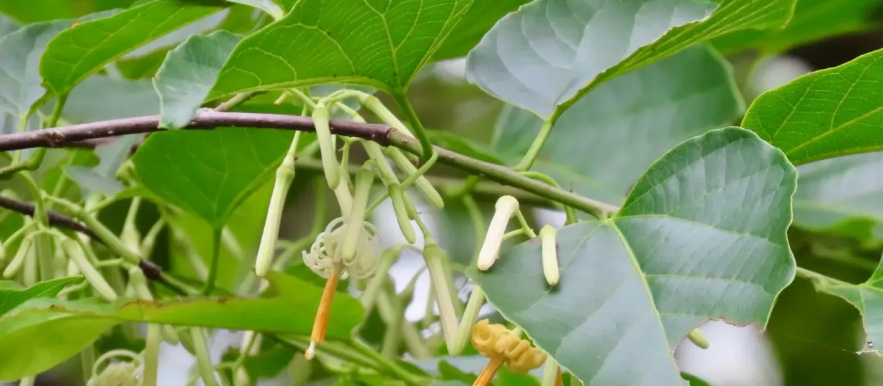 Alangium chinense