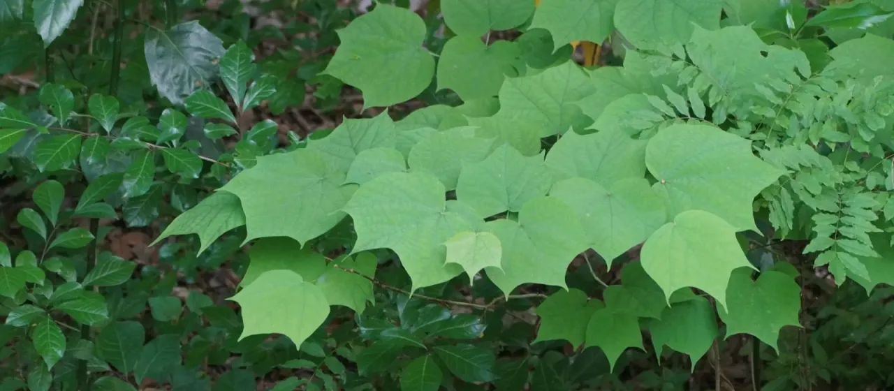 Alangium platanifolium