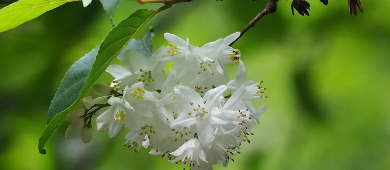 Alniphyllum pterospermum