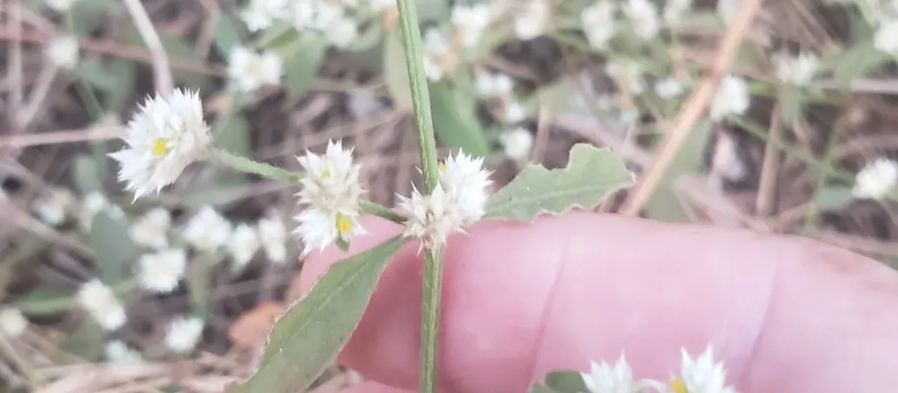 Альтернантера прелестная