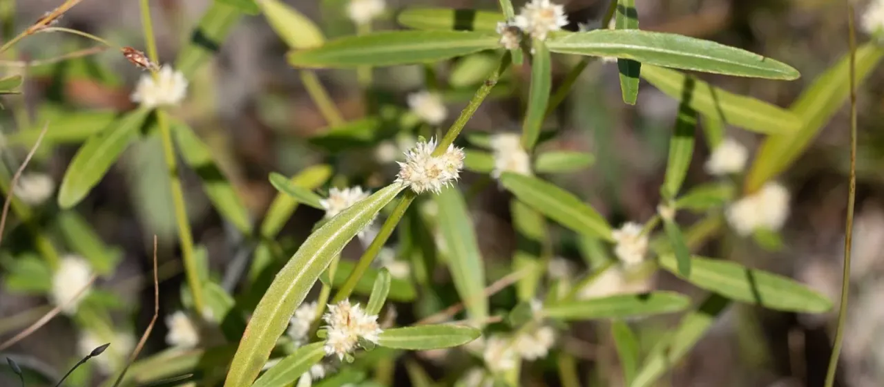 Narrow-leaf alternanthera