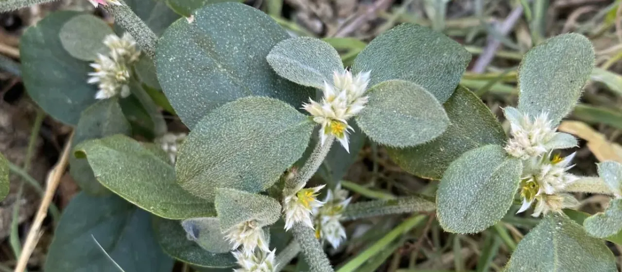 Alternanthera halimifolia