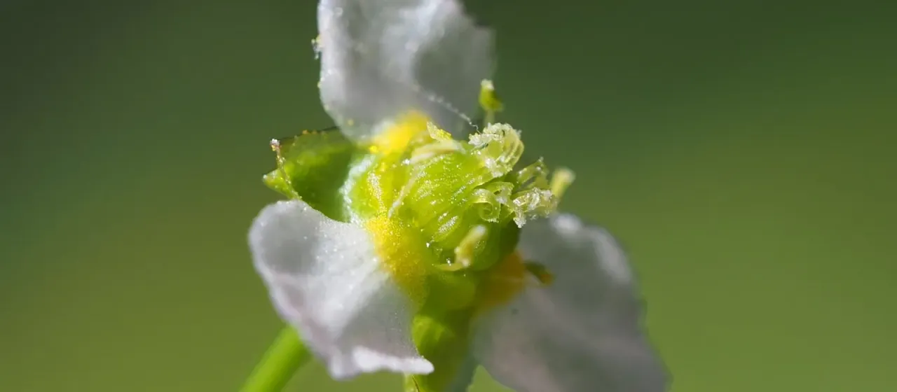 Narrow-leaf water plantain