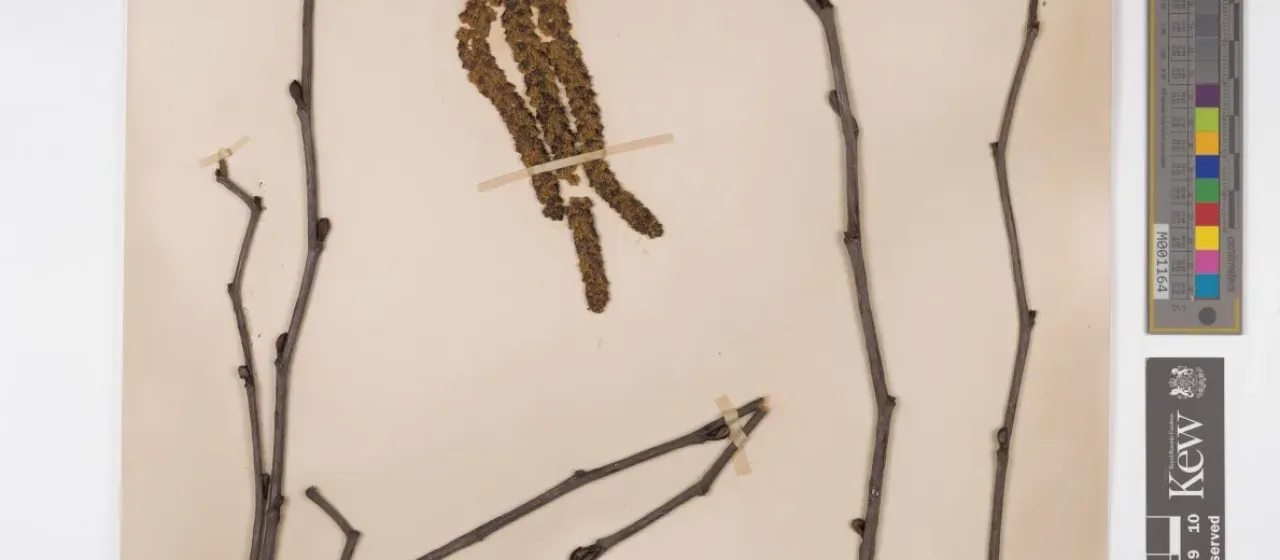 Ascherson's alder