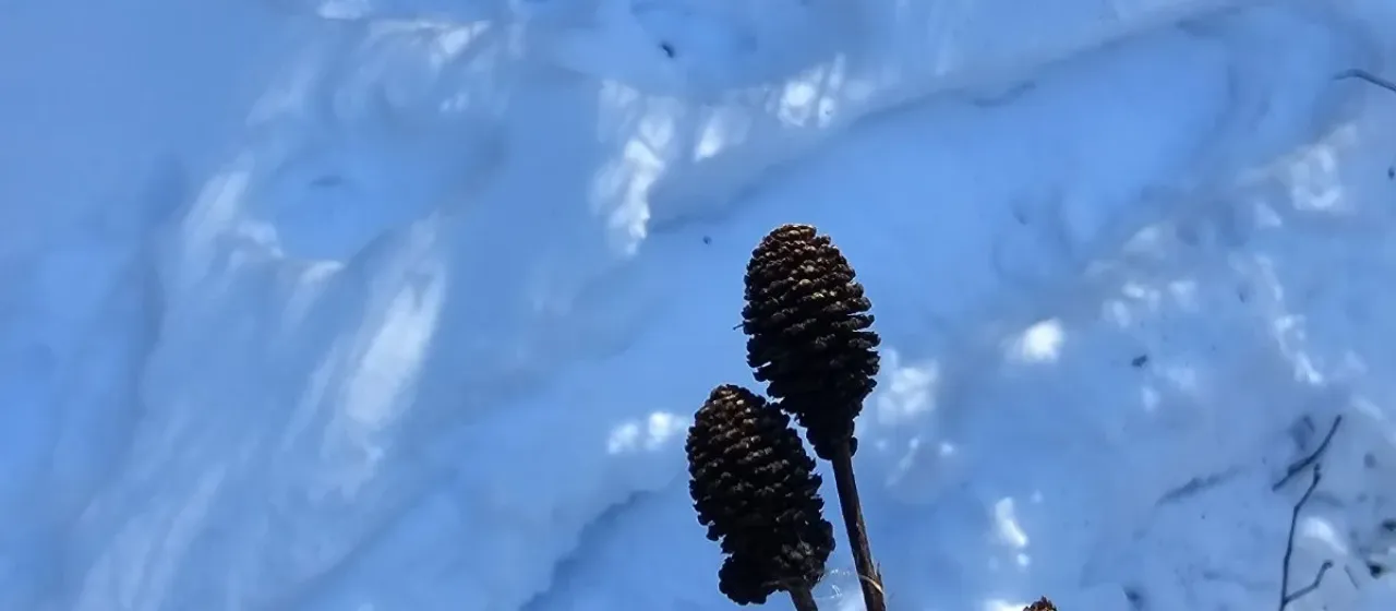 Green alder