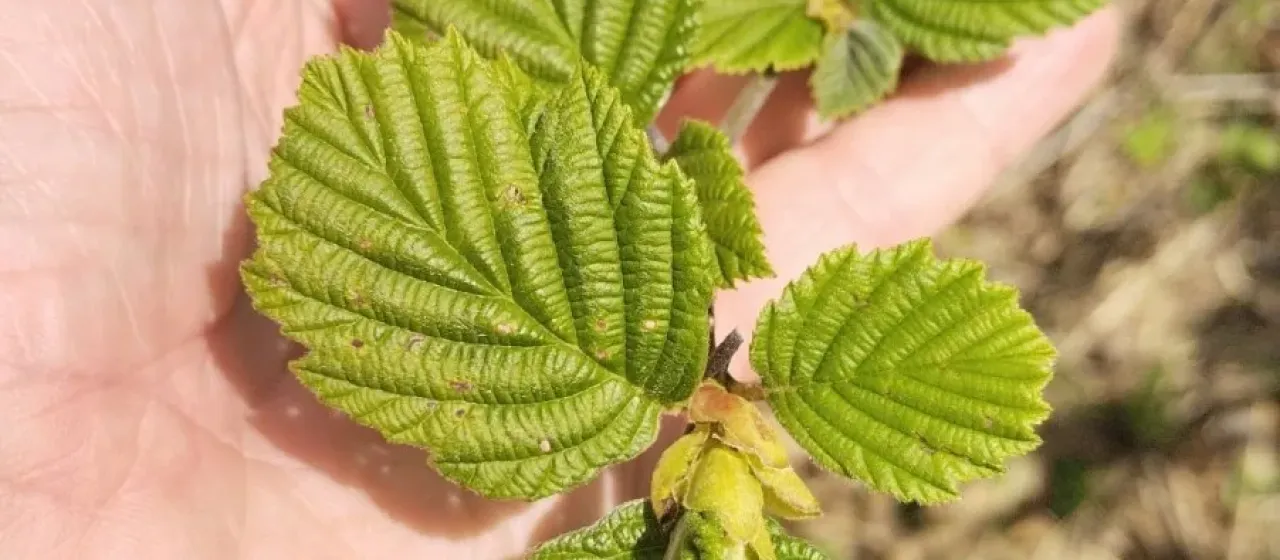 Manchurian alder