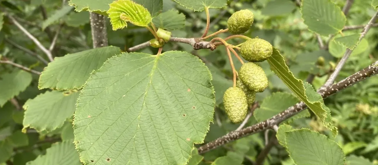 Alnus maximowiczii
