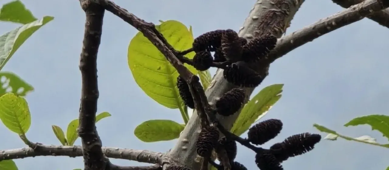 Nepalese alder