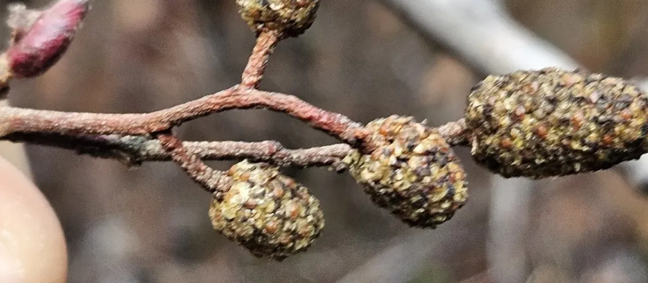 Arizona alder