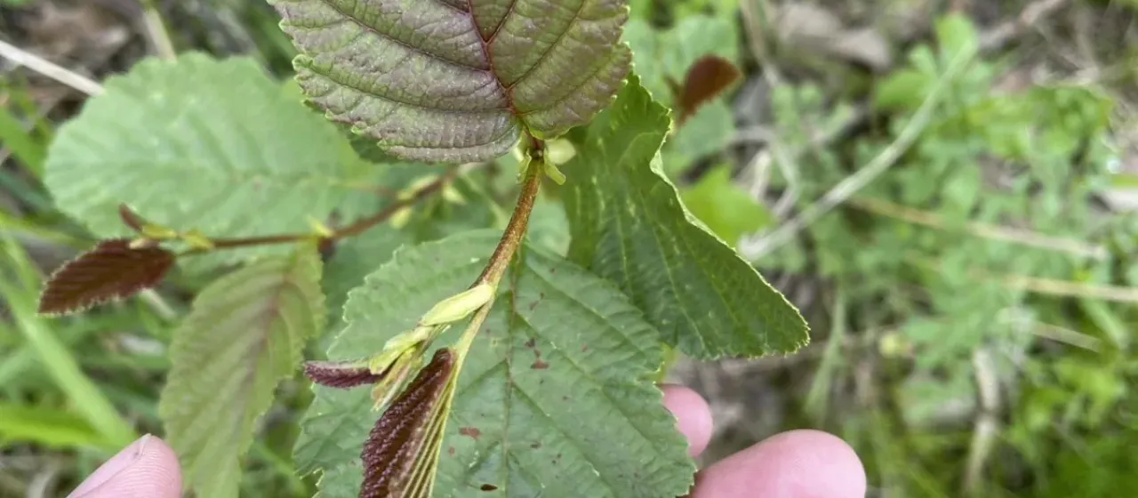 Downy alder