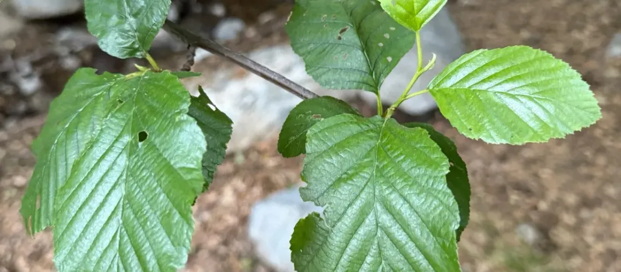 White alder