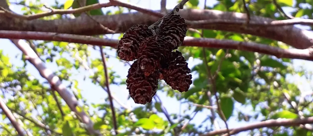 Caucasian alder