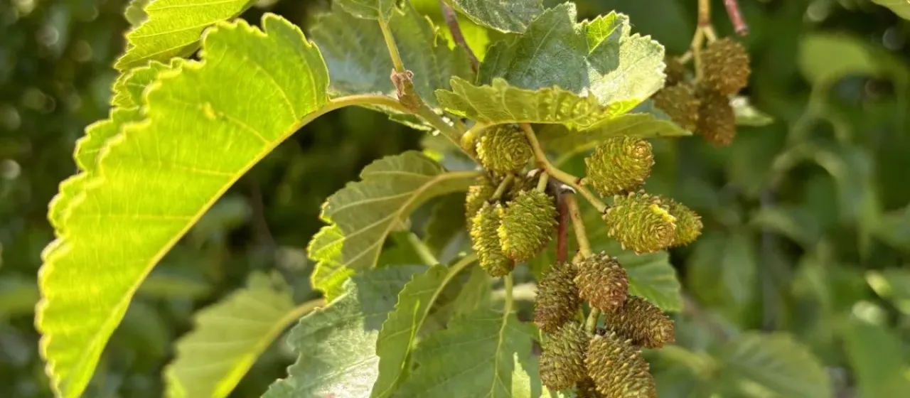 Thinleaf alder