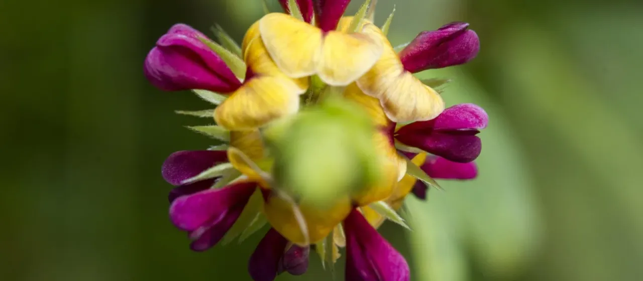Long-leaved Alysicarpus