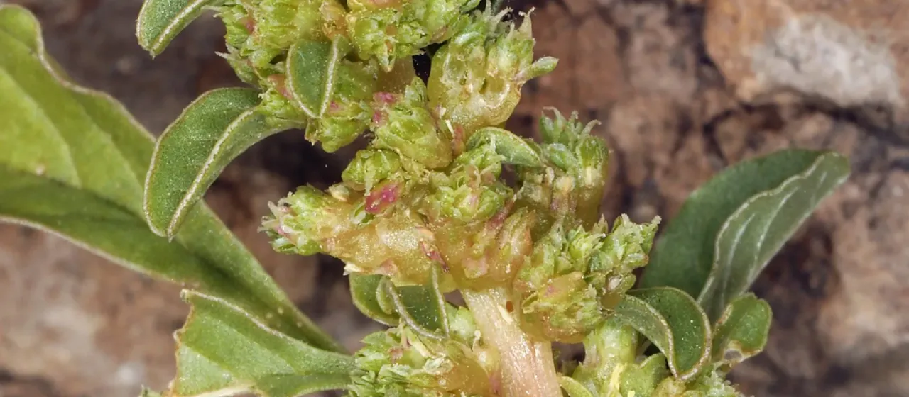 Amaranthus crassipes