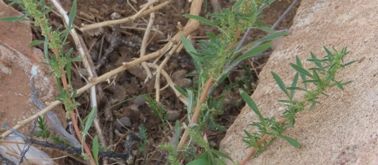 Schinz's amaranth