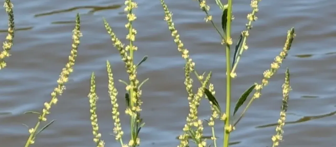 Common waterhemp