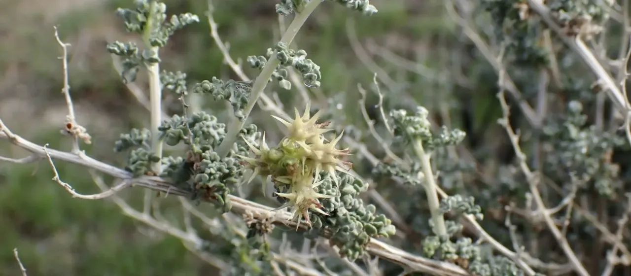 Burrobush