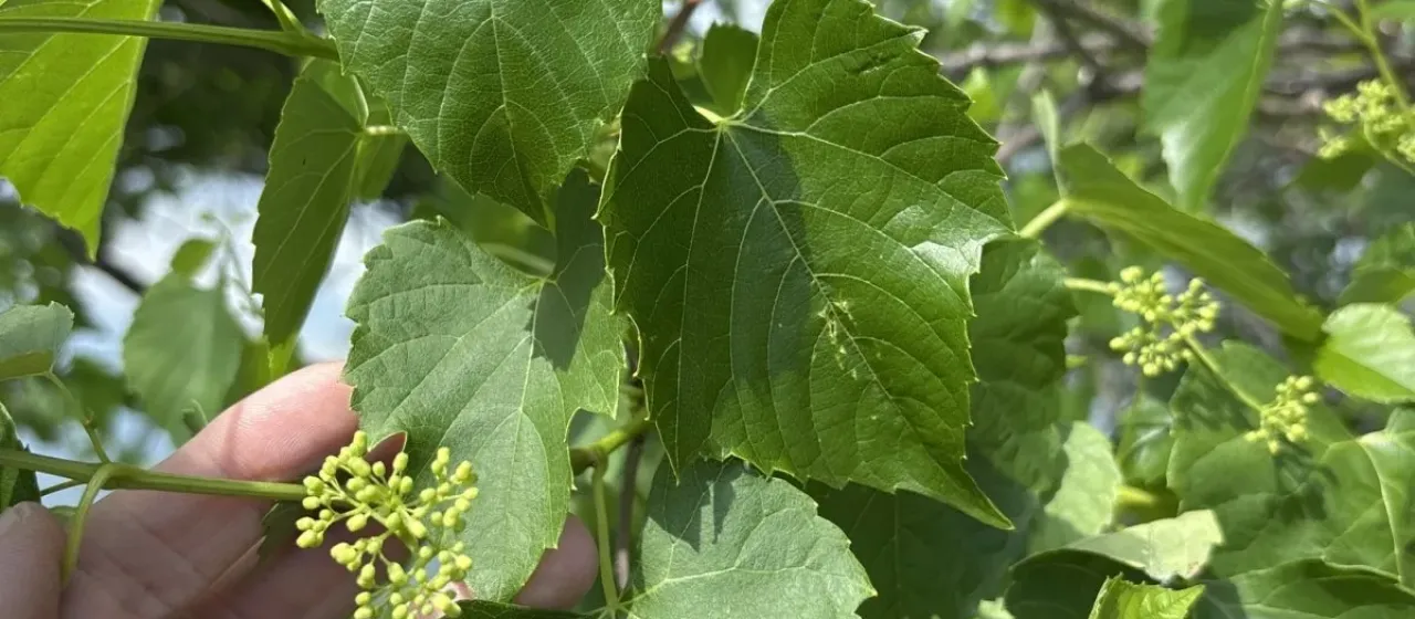 Heartleaf peppervine
