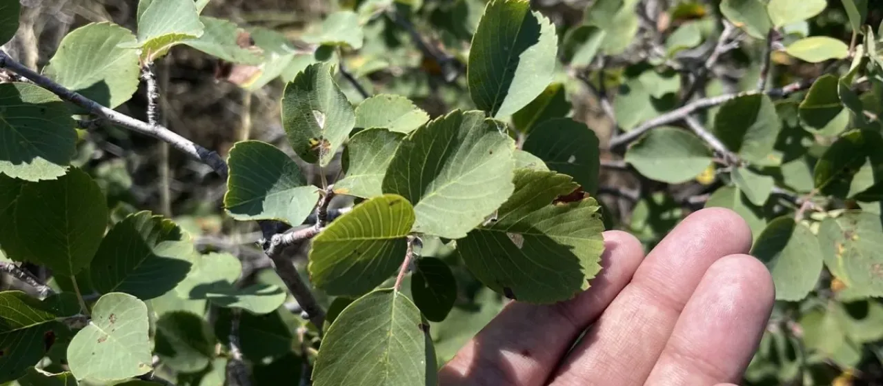 Basalt serviceberry