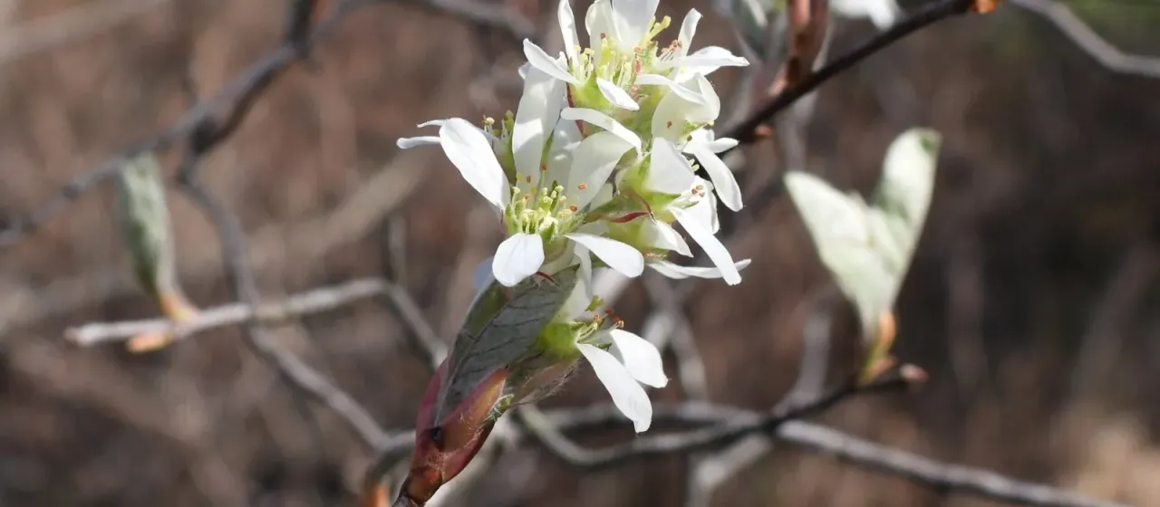 Fernald's serviceberry