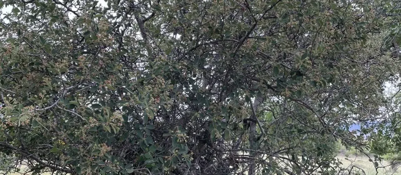Amelanchier pallida
