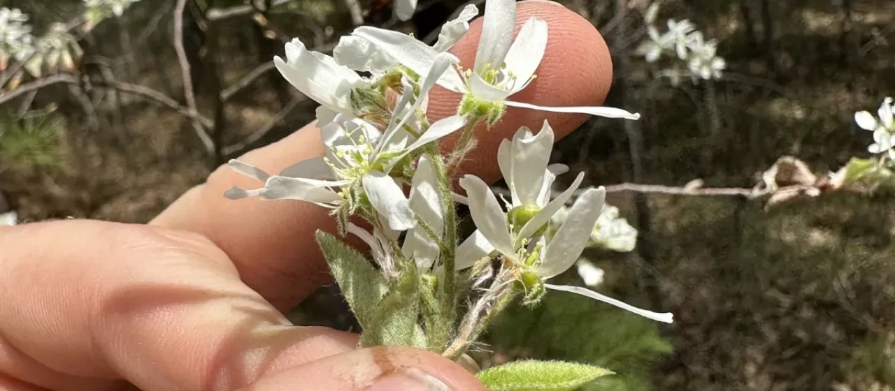 Roundleaf serviceberry