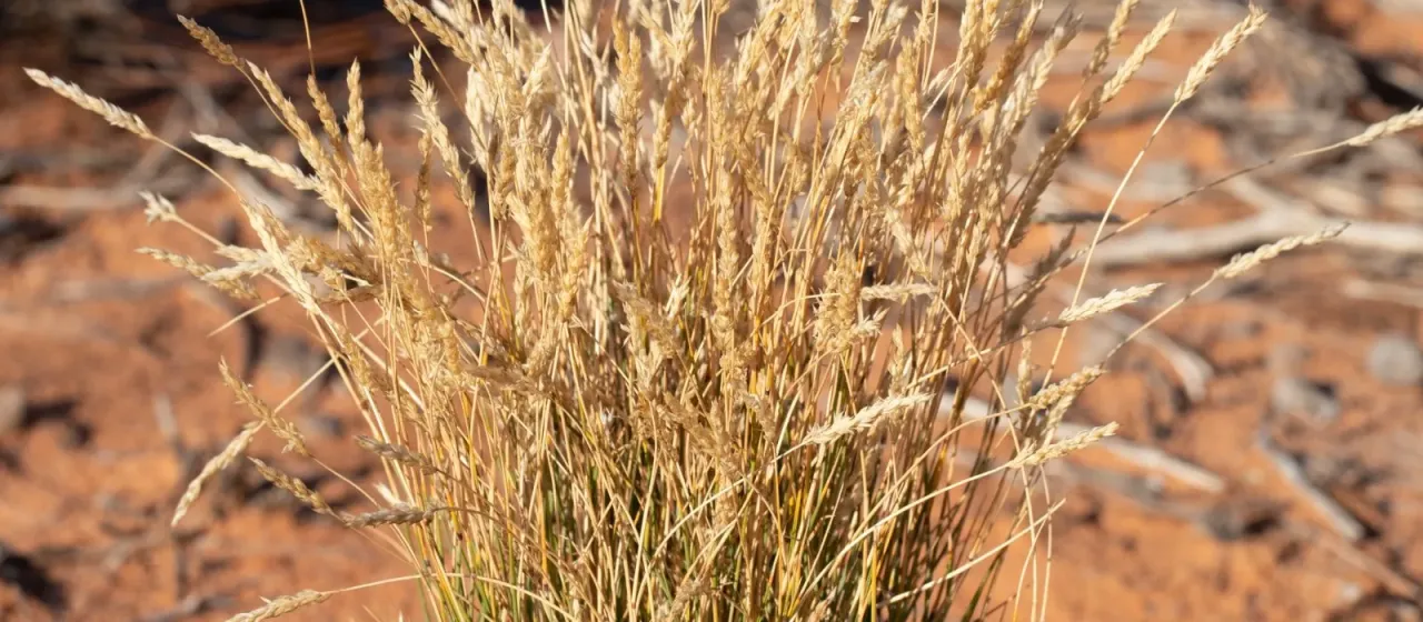Greybeard grass