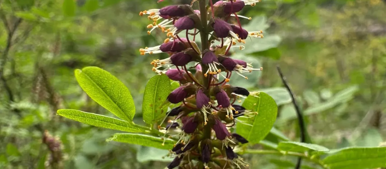 California false indigo