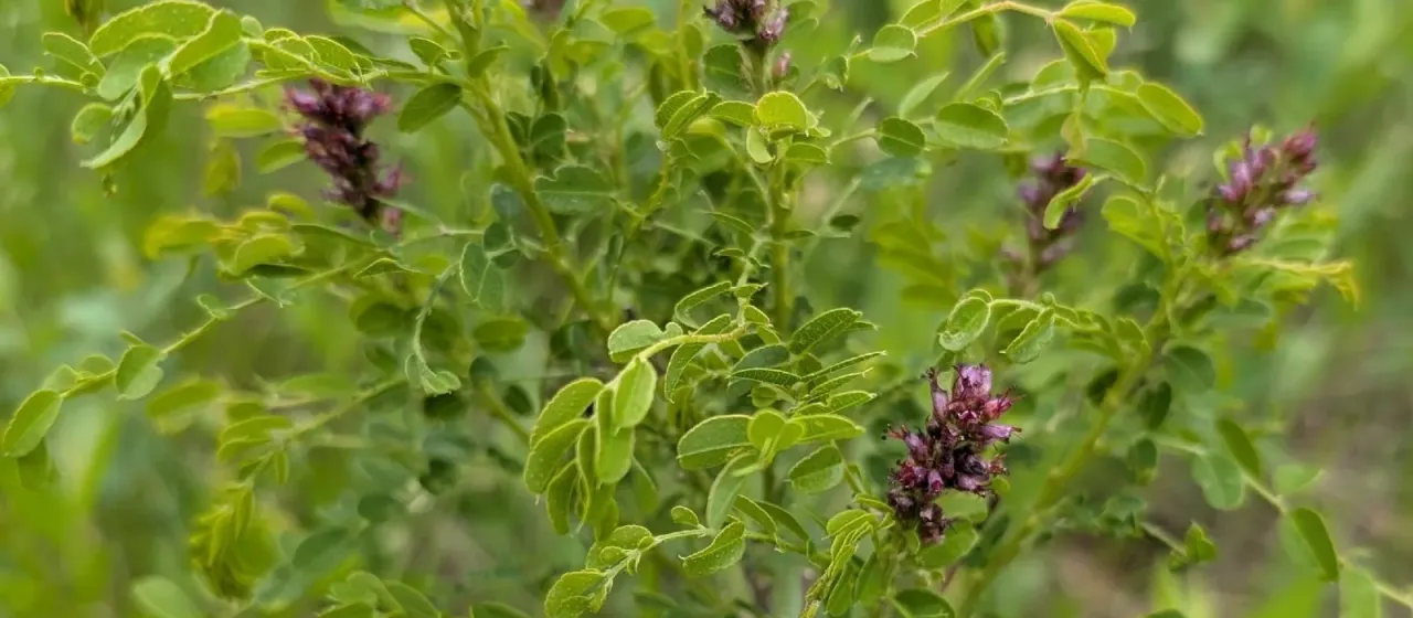 Amorpha nana