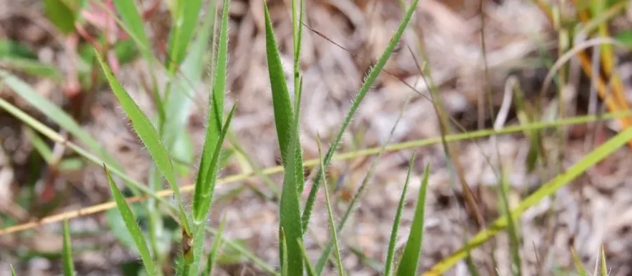 Amphicarpum amphicarpon