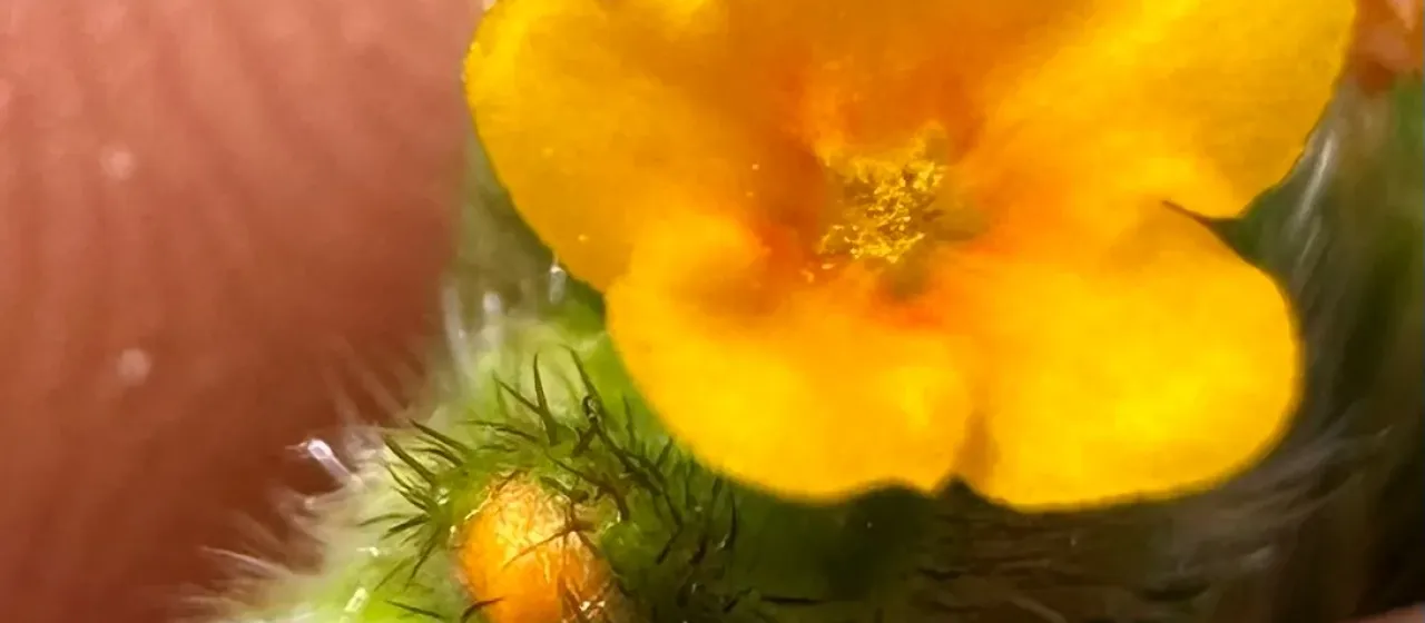 Fiddleneck