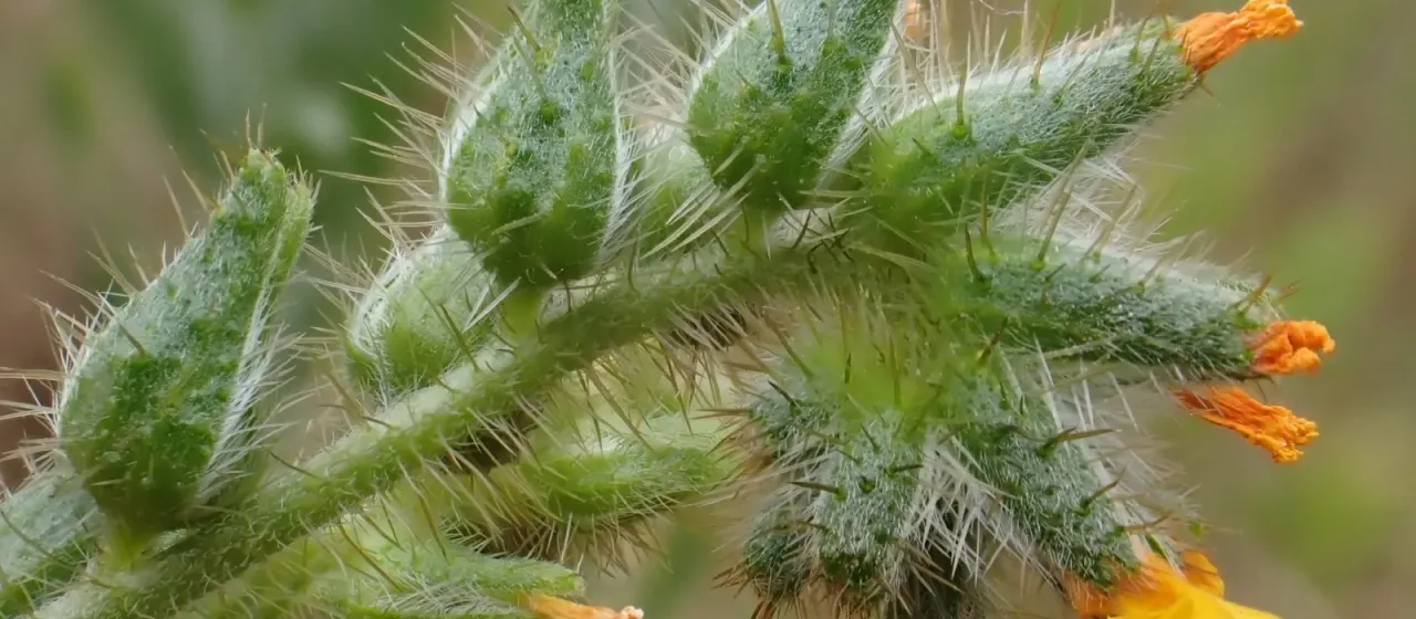 Bristly fiddleneck