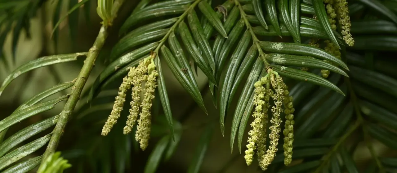 Amentotaxus formosana