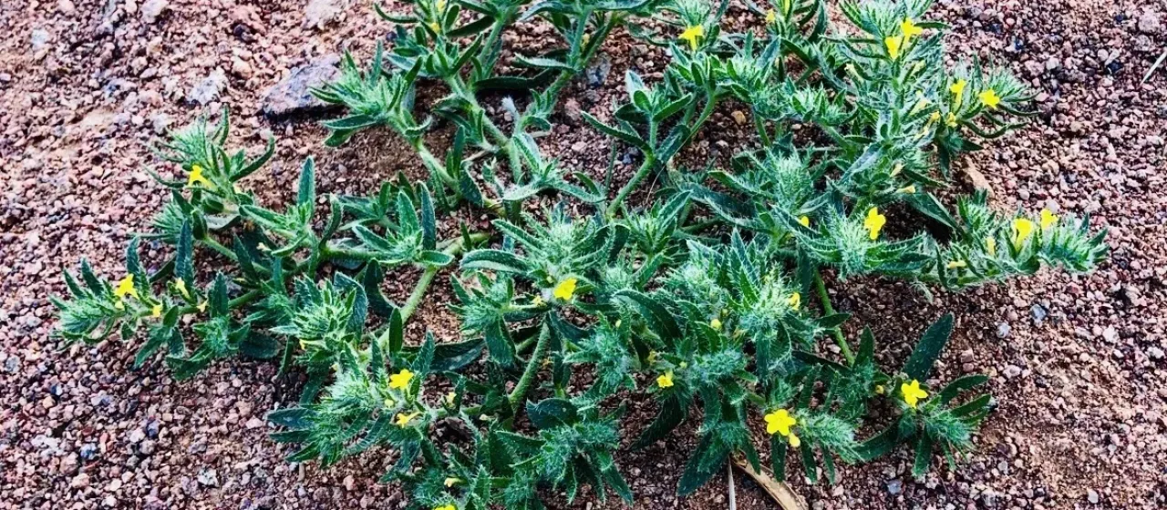 Arnebia hispidissima